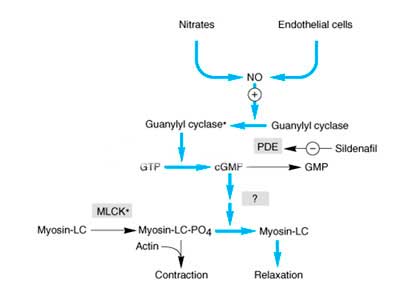 erectile mechanism