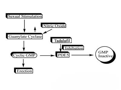function of PDE5